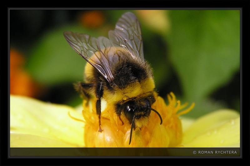 Bumble-Bee_06.jpg
