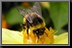 Bumble-Bee_06.jpg
