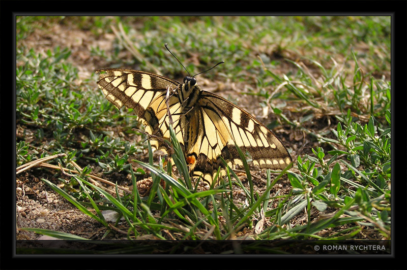 Butterfly_16.jpg