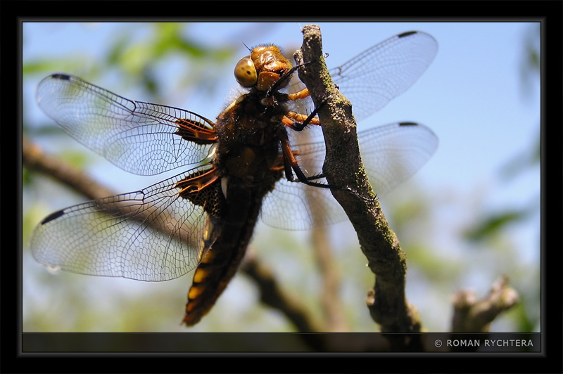 Dragonfly_03.jpg