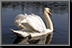 Water-bird_02.jpg