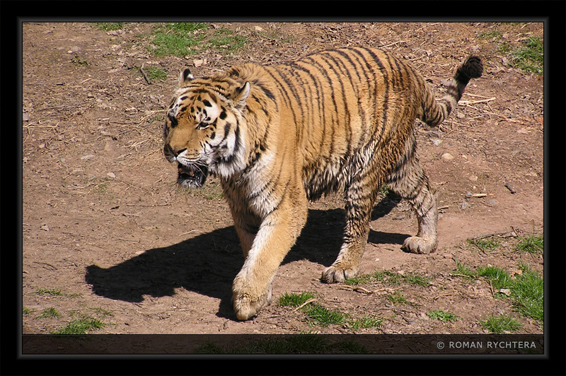 Tiger_03.jpg