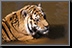 Tiger_01.jpg