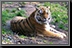Tiger_02.jpg