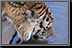 Tiger_05.jpg