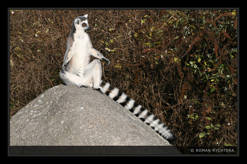 Lemur_01.jpg