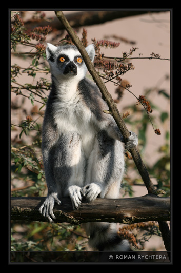 Lemur_02.jpg