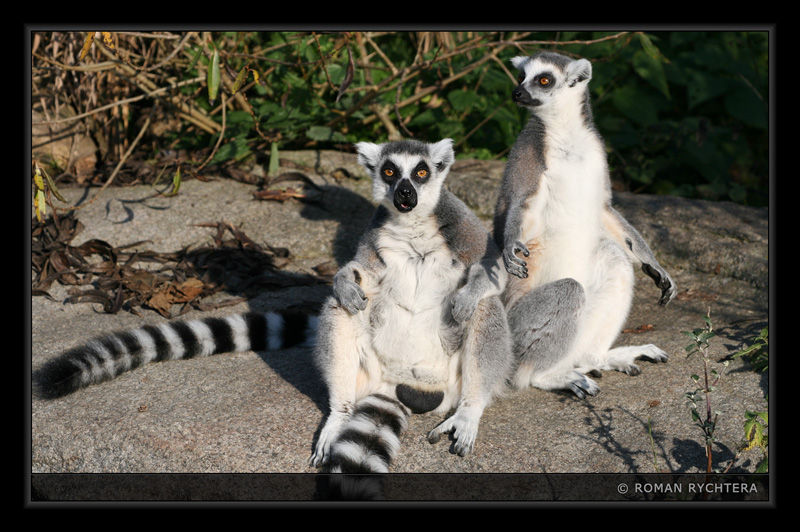 Lemur_03.jpg