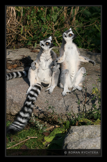 Lemur_04.jpg