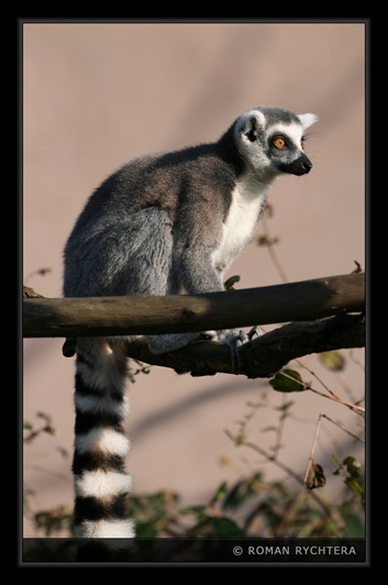 Lemur_05.jpg