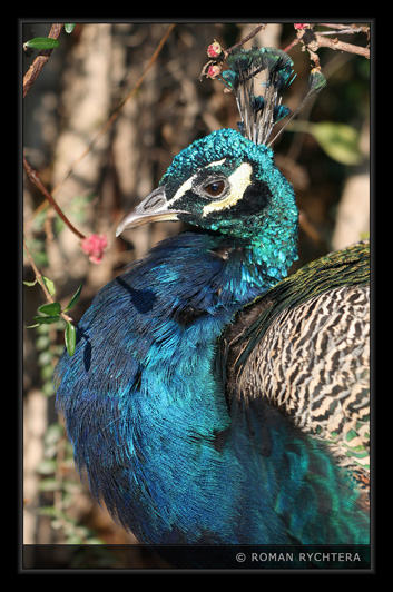 Peacock_01.jpg