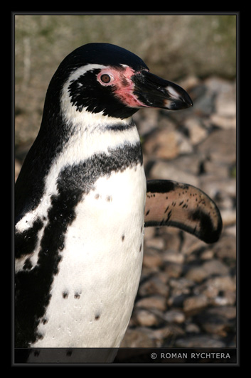 Penguin_02.jpg
