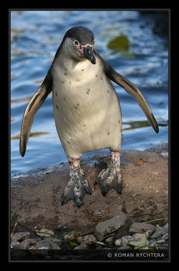 Penguin_03.jpg