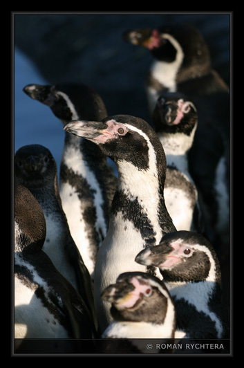 Penguin_07.jpg