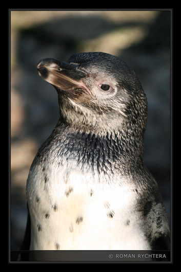 Penguin_17.jpg