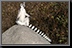 Lemur_01.jpg