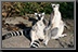 Lemur_03.jpg
