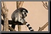 Lemur_06.jpg