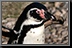 Penguin_01.jpg