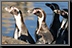 Penguin_09.jpg