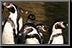 Penguin_10.jpg
