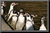 Penguin_11.jpg