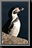 Penguin_22.jpg