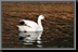 Water-bird_01.jpg