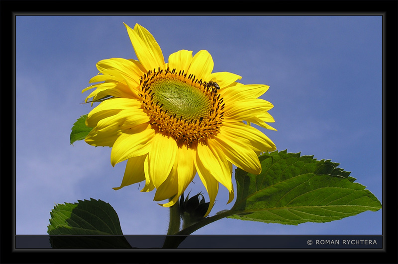 Sunflower_01.jpg