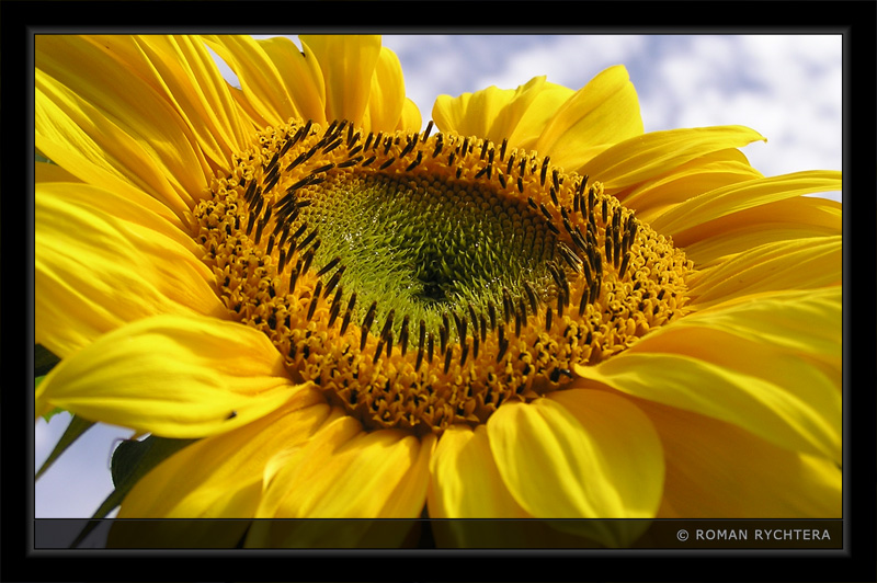 Sunflower_03.jpg
