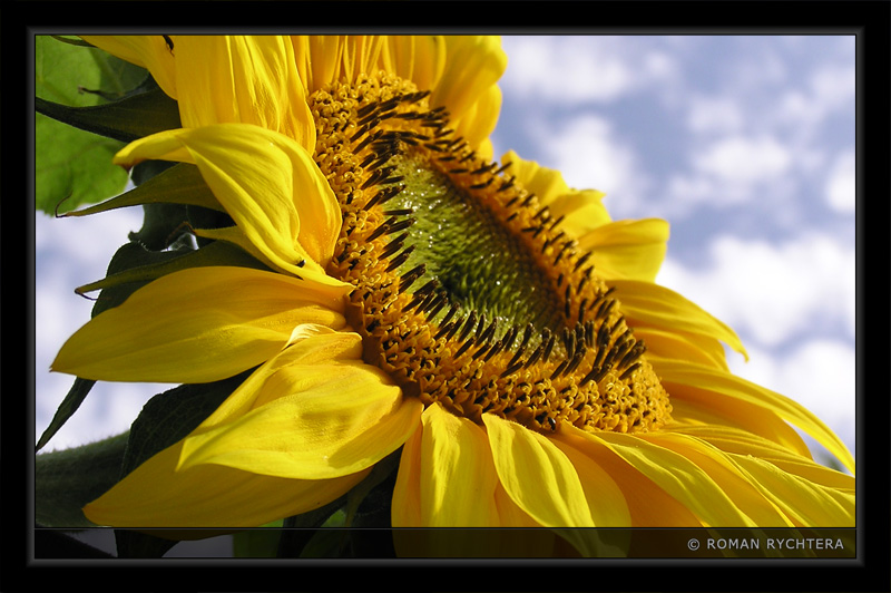 Sunflower_04.jpg