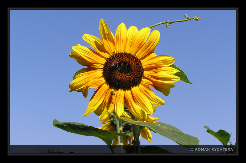 Sunflower_08.jpg