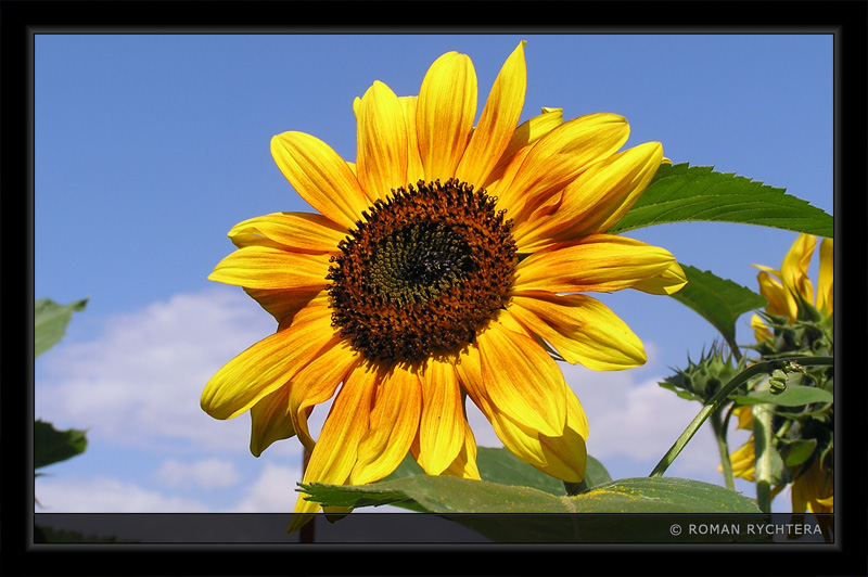 Sunflower_09.jpg