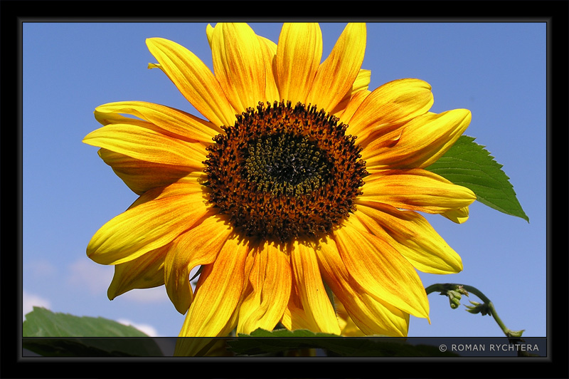 Sunflower_10.jpg