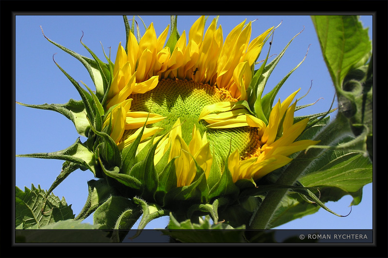 Sunflower_11.jpg