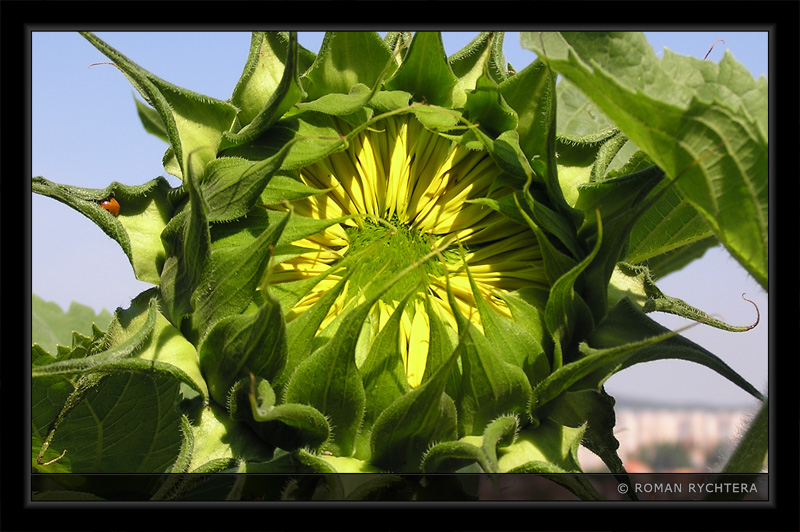 Sunflower_12.jpg