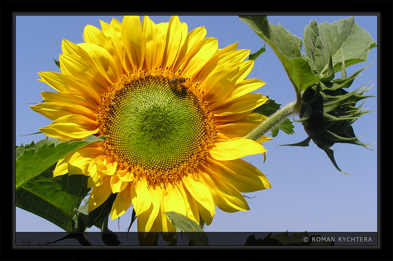 Sunflower_13.jpg