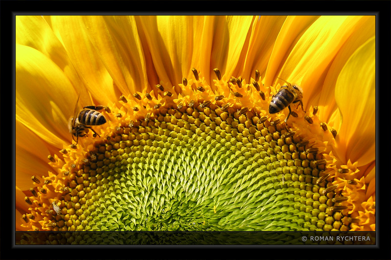 Sunflower_14.jpg