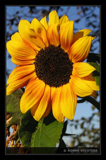 Sunflower_16.jpg