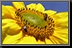Sunflower_02.jpg