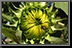 Sunflower_06.jpg