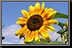 Sunflower_09.jpg