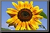 Sunflower_10.jpg