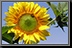 Sunflower_13.jpg