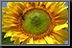 Sunflower_15.jpg
