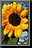 Sunflower_16.jpg