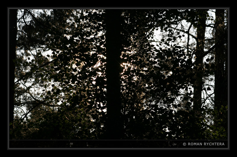 Trees_31.jpg