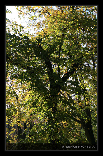Trees_47.jpg