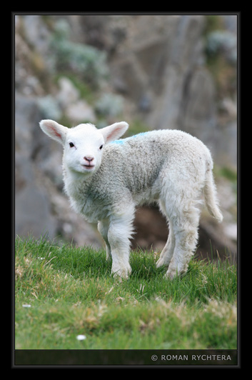 103_Sheep.jpg