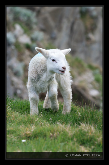 104_Sheep.jpg